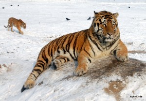 In (fast) freier Wildbahn: Aufzuchtstation für Sibirische Tiger