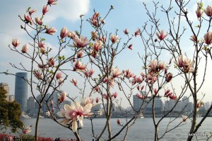 Frühling in Shanghai: Magnolien am Ufer des Hangpus